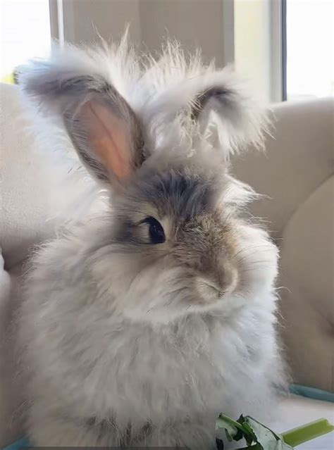 These Angora rabbits are 10 weeks old and known for producing high-quality wool that can be spun into yarn. . Angora rabbits for sale near me